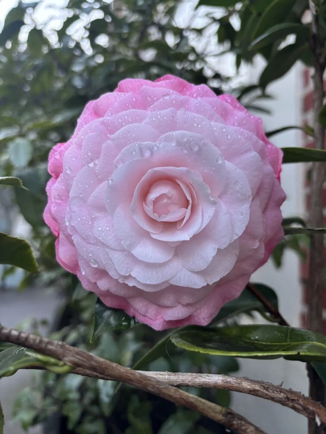 她开的那么从容,那么美!