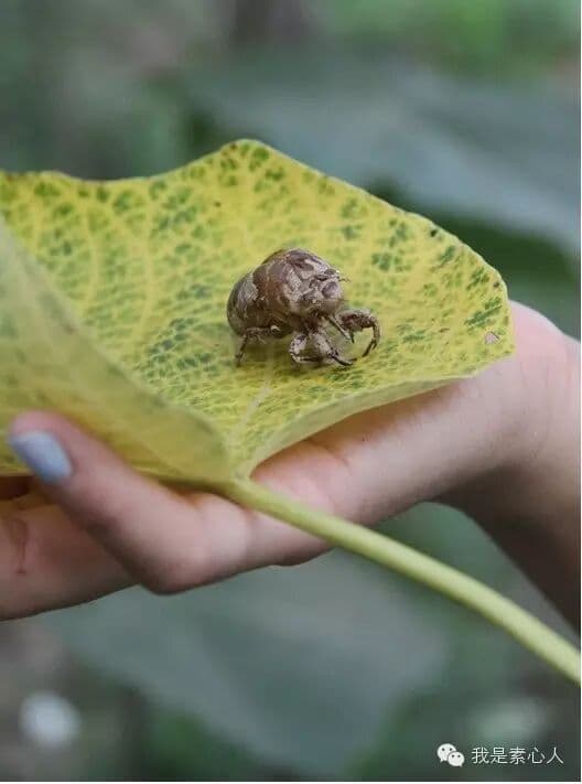 乡下的童年(节选)